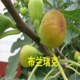 布蘭瑞克無(wú)花果樹種植技術(shù) 2019年波姬紅無(wú)花果苗批發(fā)價(jià)格