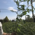 哪里有花椒苗=山西花椒苗出售