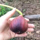 布蘭瑞克無花果苗的價格 布蘭瑞克無花果樹苗 無花果苗種植管理