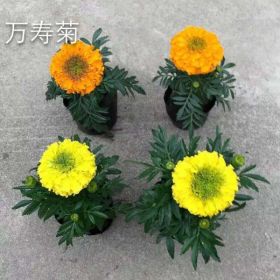 青州草花萬(wàn)壽菊基地 萬(wàn)壽菊批發(fā)基地