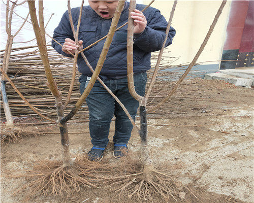 黑珍珠樱桃苗