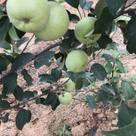 苹果苗售价 苹果苗报价 泰安苹果苗专业种植基地