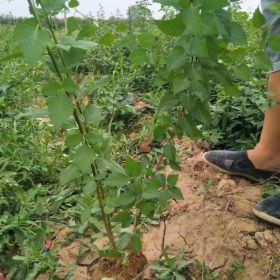 连翘苗基地·山西连翘苗产地·运城连翘种植基地批发