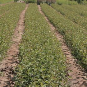 矮化苹果苗价格 矮化苹果苗怎么种植 方法是什么