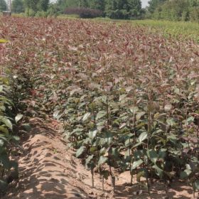 苹果树苗价格表 苹果树密植栽培技术 苹果苗哪里可以买到