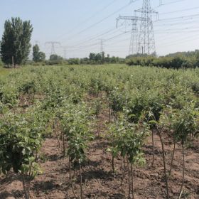 苹果苗高度 苹果苗的价格大概是多少钱 鲁丽苹果苗的基地在哪