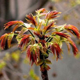 我想种植大棚香椿苗 山东哪里有卖香椿树苗的