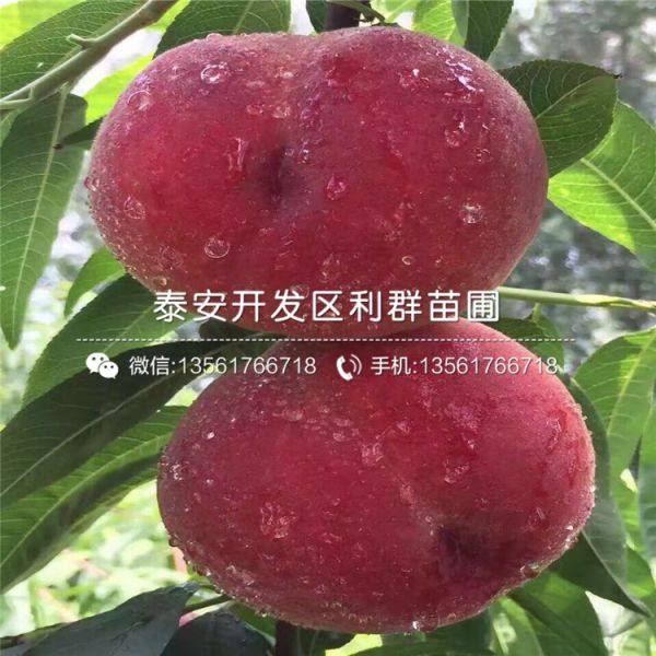 山东桃树苗 山东桃树苗价格