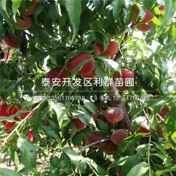 紅不軟桃樹苗 山東紅不軟桃樹苗 山東紅不軟桃樹苗價(jià)格