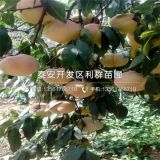 中蟠15號桃樹苗 中蟠15號桃樹苗多少錢一棵