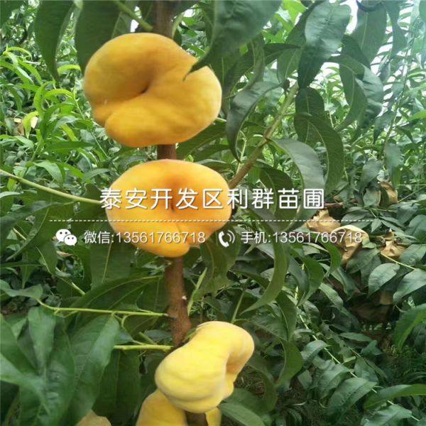 永莲蜜桃树苗 永莲蜜桃树苗价格