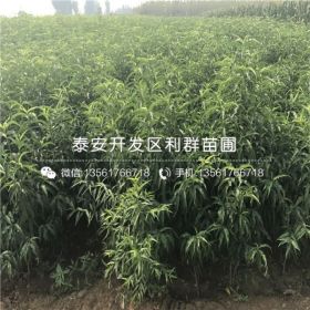 山东雪桃树苗 雪桃树苗新品种 雪桃树苗价格多少