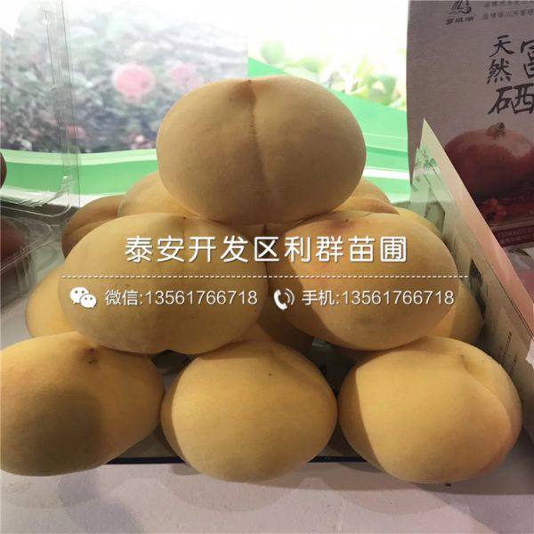 蟠桃樹(shù)苗 蟠桃樹(shù)苗新品種 2019年蟠桃樹(shù)苗價(jià)格