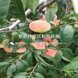 早熟桃樹苗 新品種早熟桃樹苗 早熟桃樹苗價(jià)格多少