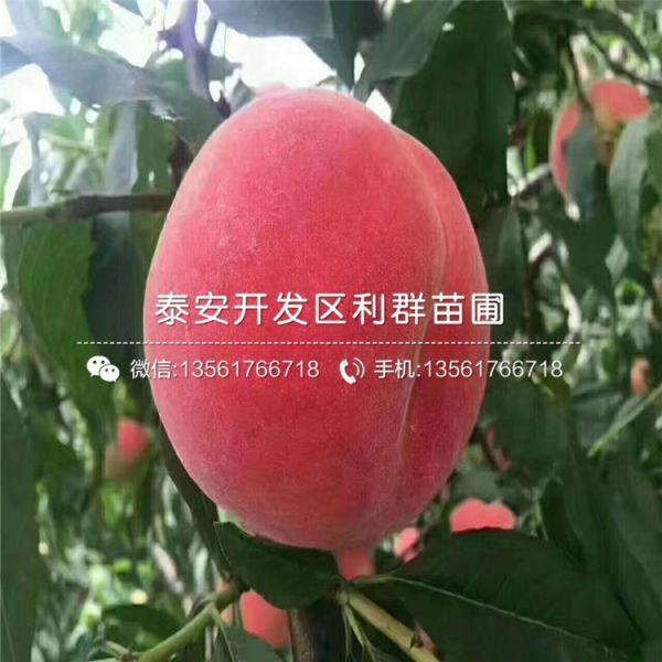 黄金蜜桃树苗品种介绍 黄金蜜桃树苗多少钱一棵