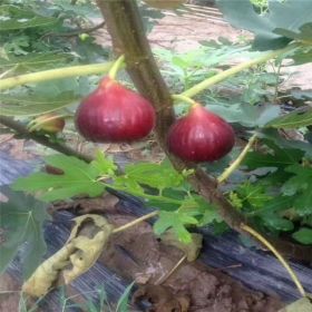 波姬红无花果树、金傲芬无花果苗、无花果育苗基地