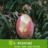 沙紅桃樹苗2019年價格行情 沙紅桃樹苗幾年掛果