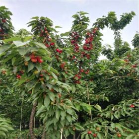 蘭丁二號櫻桃苗砧木哪里有賣 山東果樹基地黃蜜櫻桃苗