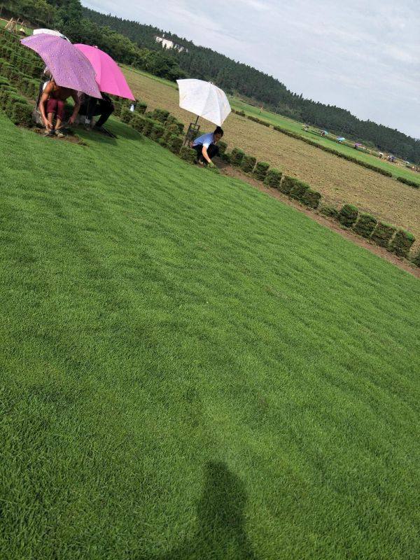 馬尼拉草皮