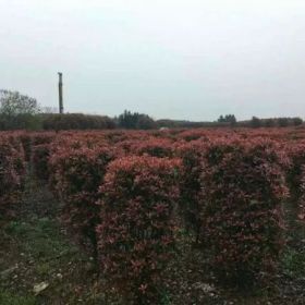 红叶石楠柱价格_红叶石楠柱产地_红叶石楠柱绿化苗木苗圃基地