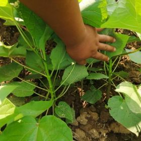 种植楸树效益怎么样楸树苗价格楸树苗基地