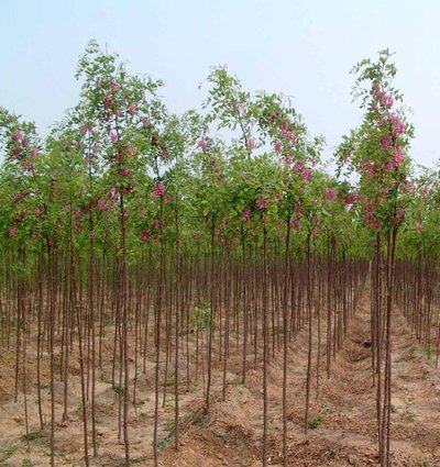 香花槐树