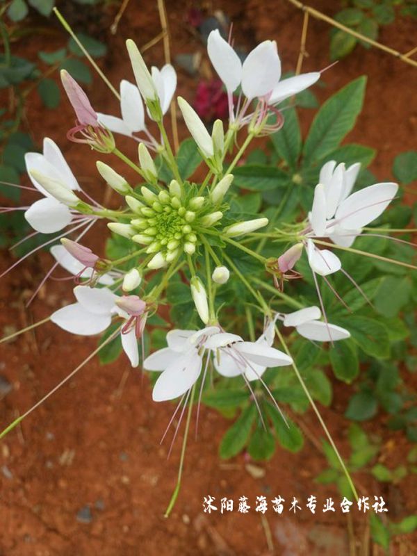 白色醉蝶花種子幾月播種好?