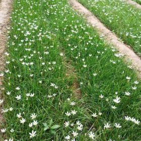 西安葱兰种植基地 咸阳葱兰批发行情