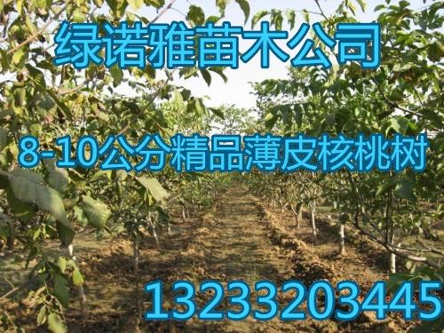 8公分核桃树价格