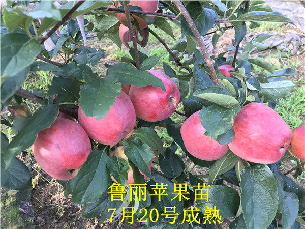 矮化魯麗蘋(píng)果樹(shù)苗