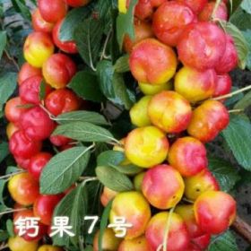 農(nóng)大8號鈣果樹苗