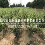 奥红一号梨树苗、奥红一号梨树苗批发基地