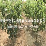 种植丑梨树苗、丑梨树苗哪里有