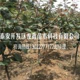 皇冠梨树苗、皇冠梨树苗种植基地