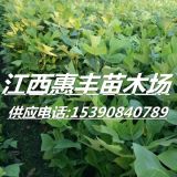 江西馬褂木小苗/1公分馬褂木價格/一年生馬褂木小苗批發(fā)