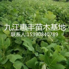 1公分马褂木种植基地/2公分马褂木批发价格/一年生马褂木小苗