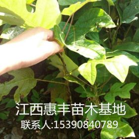 马褂木小苗价格/100万优惠价格/1公分100万处理价格