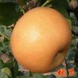 梨樹苗批發(fā) 梨樹苗價(jià)格 圓黃梨種植技術(shù) 黃金梨樹苗 秋月梨