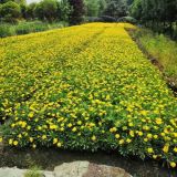 成都木春菊批發(fā)基地 木春菊工程小苗價格