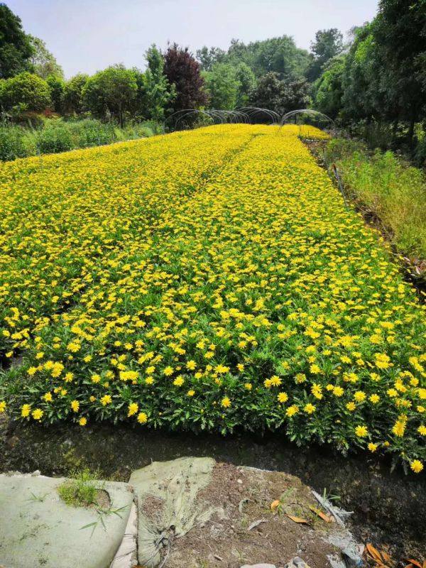 木春菊基地