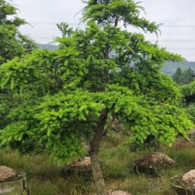 綠景園 油杉 杜松 江南油杉 黃枝油杉 油杉盆景