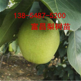 供应2公分-5公分-7公分梨树苗价格