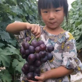 批发葡萄树苗 葡萄苗价格 葡萄苗品种 哪里葡萄树苗多 茉莉香