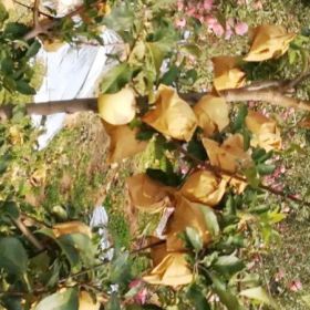 日本水蜜桃苹果苗哪里有？水蜜桃苹果苗基地