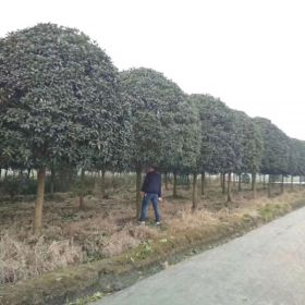 12公分桂花树价格_12公分桂花树供应基地