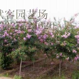 南京紫薇價(jià)格，8公分紫薇樹苗價(jià)格