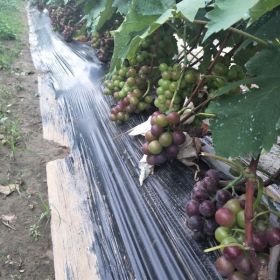 葡萄苗多少钱一颗 葡萄树苗批发 果树苗种植基地 新品种葡萄苗