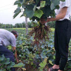 新品种葡萄苗 葡萄苗价格 葡萄树哪里便宜 山东葡萄苗培育基地