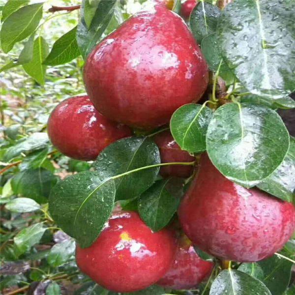 紅香酥梨樹苗