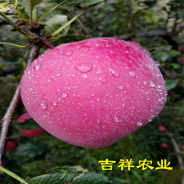 瑞陽(yáng)蘋(píng)果苗